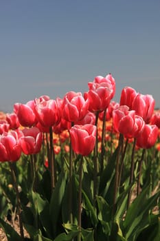 Pink tulips growing on a field, flower bulb industry in Holland