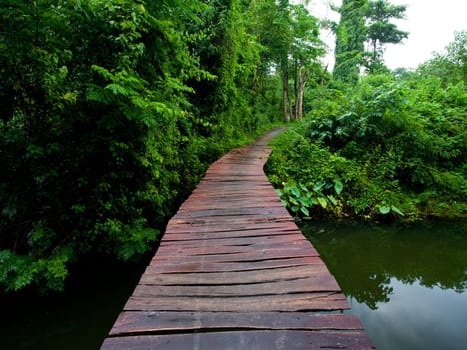 Rope walkway through the treetops in a rain forest
