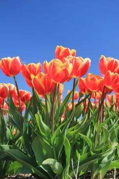 red tulips with a touch of yellow on a field against a clear blue sky