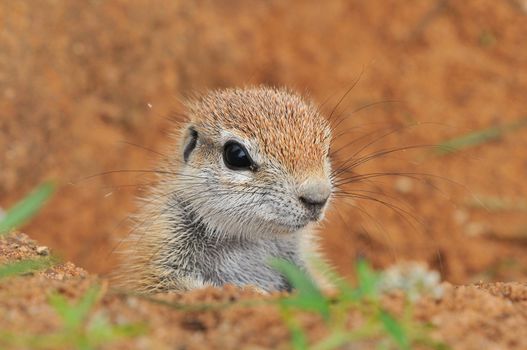 Cape Ground Squirrel (Xerus Inauris). Photo taken at Mata Mata in the Kgalagadi Transfrontier Park, South Africa