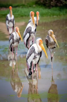 majestic Dalmatian pelican standing on the water