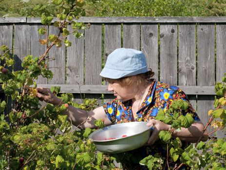  old woman collects berries of a raspberry