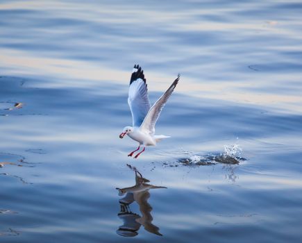 Seagulls eating in the sea