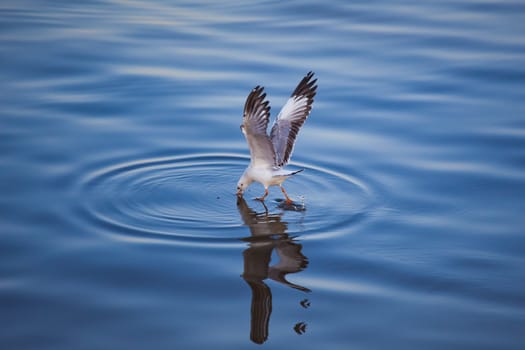 Seagulls eating in the sea
