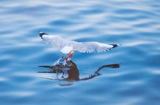 Seagulls eating in the sea