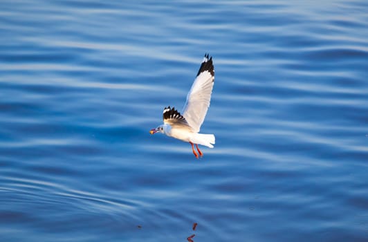 Seagulls eating in the sea