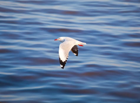 Seagull flying on beautiful blue sea