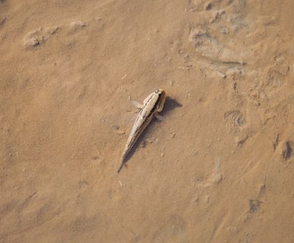 walking fish mudskipper on wet sand