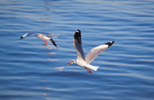 Seagulls eating in the sea