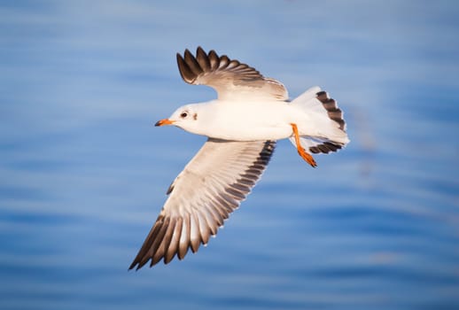 Seagull flying on beautiful blue sea