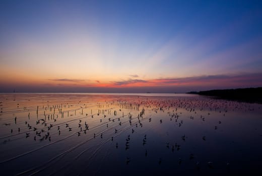 Flock of seagulls fly over sea