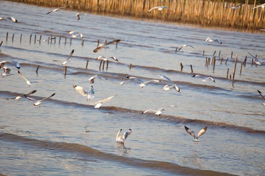 Flock of seagulls fly over sea