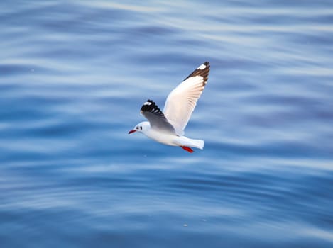 Seagull flying on beautiful blue sea