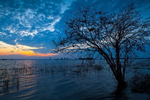 Dead naked tree on lake of the cloudy sky