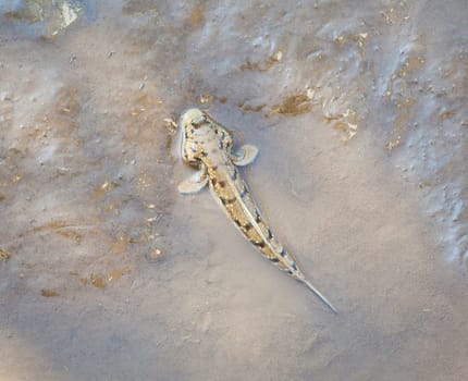 walking fish mudskipper on wet sand