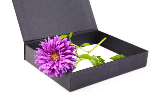 Still-life with an aster and  box on a white background