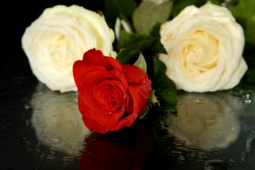 Rose with drops of water on a black background