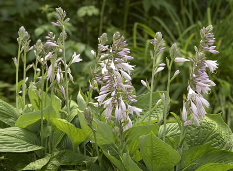 Flowers in the spring afternoon on a meadow