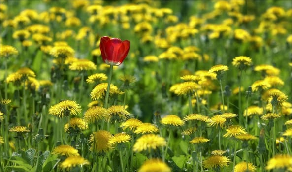 Flower of  tulip among dandelions on a spring field