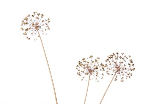 Dry flowers of a wild onions on  white background