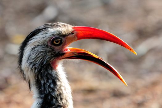 A Southern Red-billed Hornbill in the Marakele National Park, South Africa