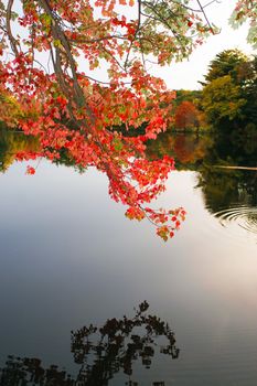 A gorgeous autumn scene with a lake and trees showing the bright colors of fall in New England.