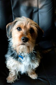 A cute mixed breed Borkie dog. The dog is half beagle and half yorkshire terrier. 