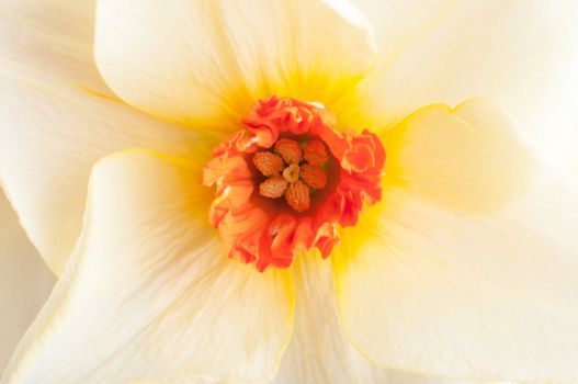 Close up (macro) shot of a Narcissus (daffodil) in full bloom.  Petals blend from yellow towards cream, with orange-red stamen and trumpet.  Landscape orientation.