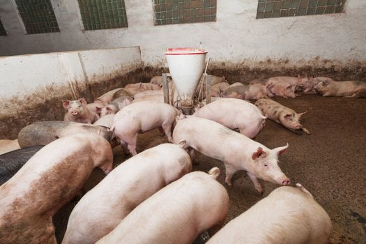 Pigs during feeding