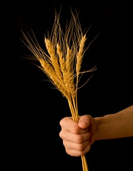 Farmer presenting bunch of wheat as a gift of agriculture 