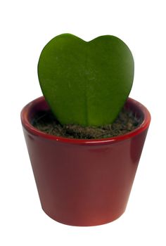 hoja kerri green heart with red vase