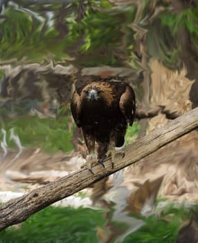 Tawny Eagle 