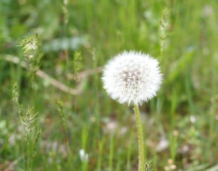 	
Single dandelion flower in a green grass