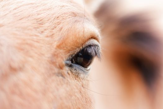 Eye of the bay horse. Brown background.