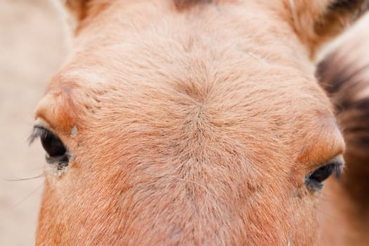 	
Closeup of a horse eye