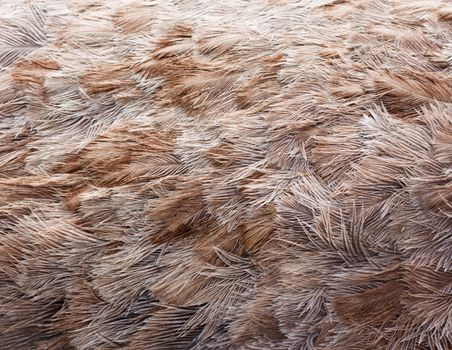Ostrich bird feather brown texture background 