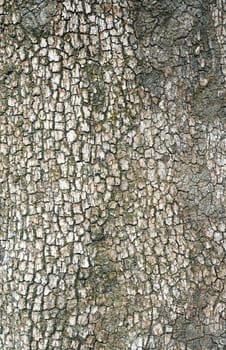 Texture of the bark of an old tree in the park