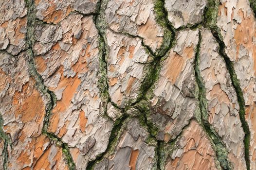 The texture of the bark of old pine tree