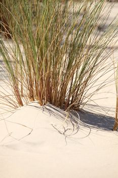 Reeds on a beach