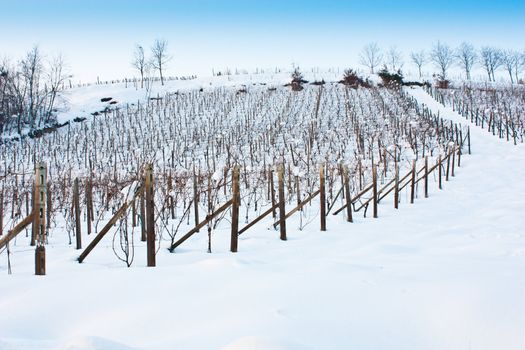 Unusual image of a wineyard in Tuscany (Italy) during winter time