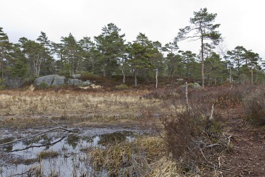 rural scene with tree, marsh and stone in norway