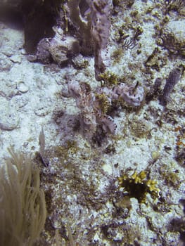 Close up of a coral reef at the bottom of the sea