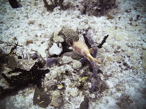 Ugly red fish swimming in a reef