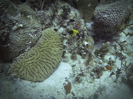 Small fish swimming in a coral reef