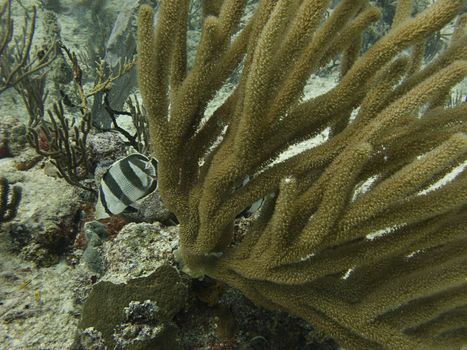 banded butterflyfish swimming around a coral