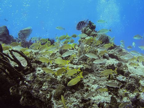 School of mix fish in a coral reef