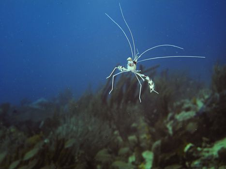 Little banded coral shrimp floating in the ocean