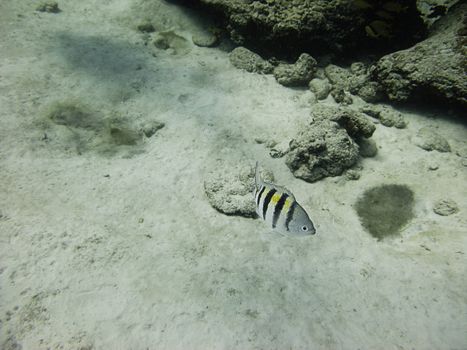 Lonely Abudefduf saxatilis swimming at the bottom of the sea