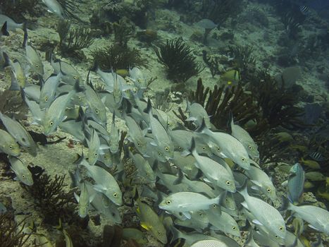 Spotted fish in a school at the bottom of the sea