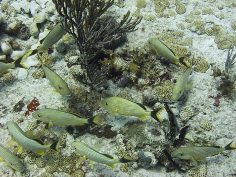 little school of blue stripped grunt swimming around a coral